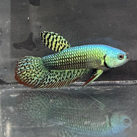 the-fish-farm Premium Male Betta Alien Premium Male Betta - One Only - 3 Shop for Alien Male Bettas at The Fish Farm Australia