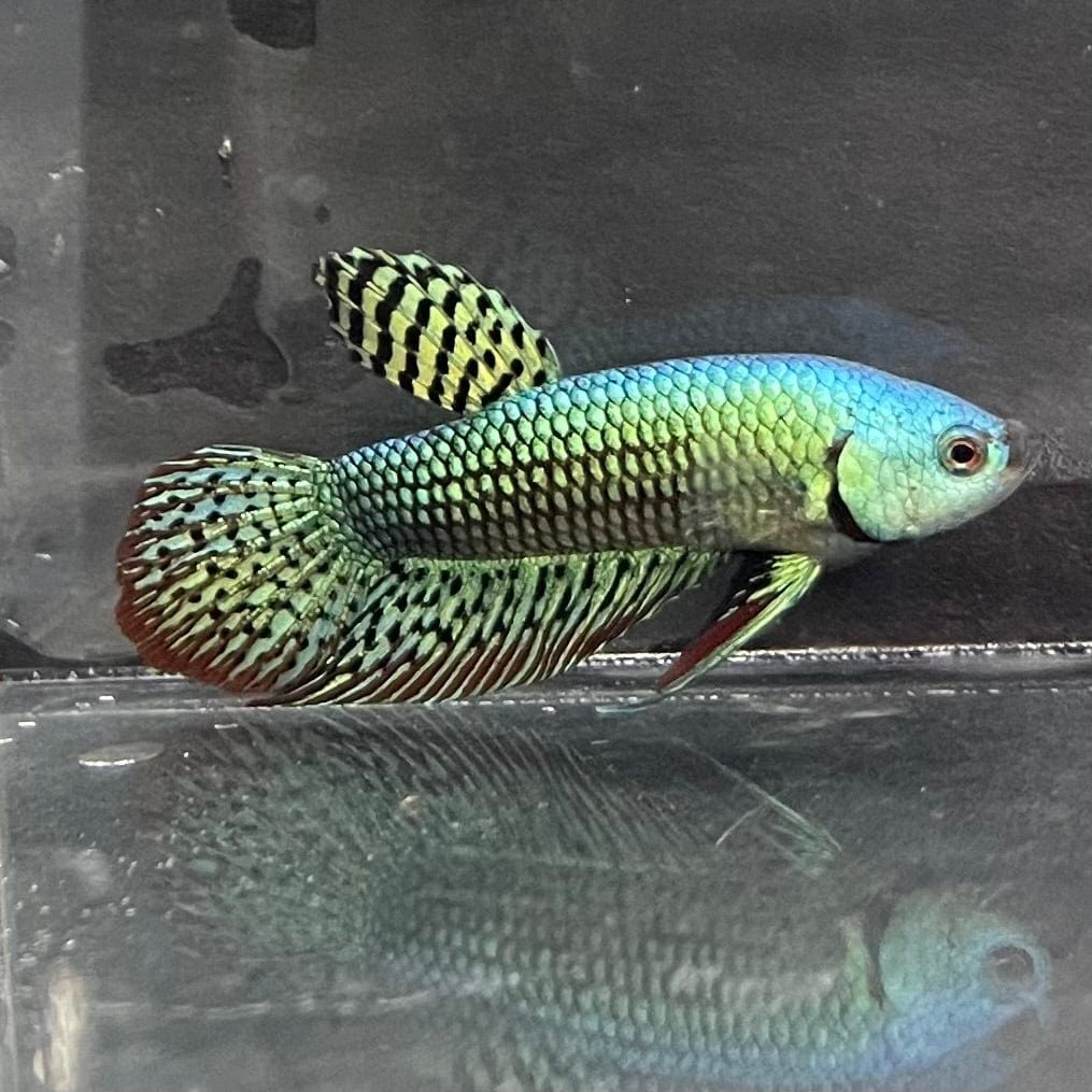 the-fish-farm Premium Male Betta Alien Premium Male Betta - One Only - 3 Shop for Alien Male Bettas at The Fish Farm Australia