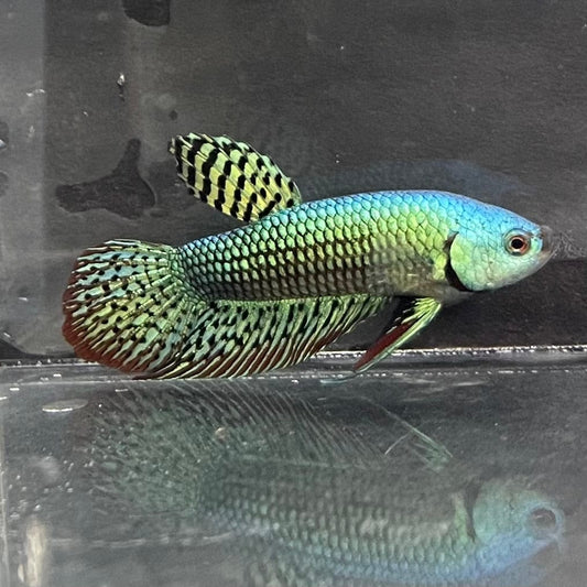 the-fish-farm Premium Male Betta Alien Premium Male Betta - One Only - 3 Shop for Alien Male Bettas at The Fish Farm Australia