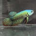 the-fish-farm Premium Male Betta Alien Premium Male Betta - One Only - 3 Shop for Alien Male Bettas at The Fish Farm Australia