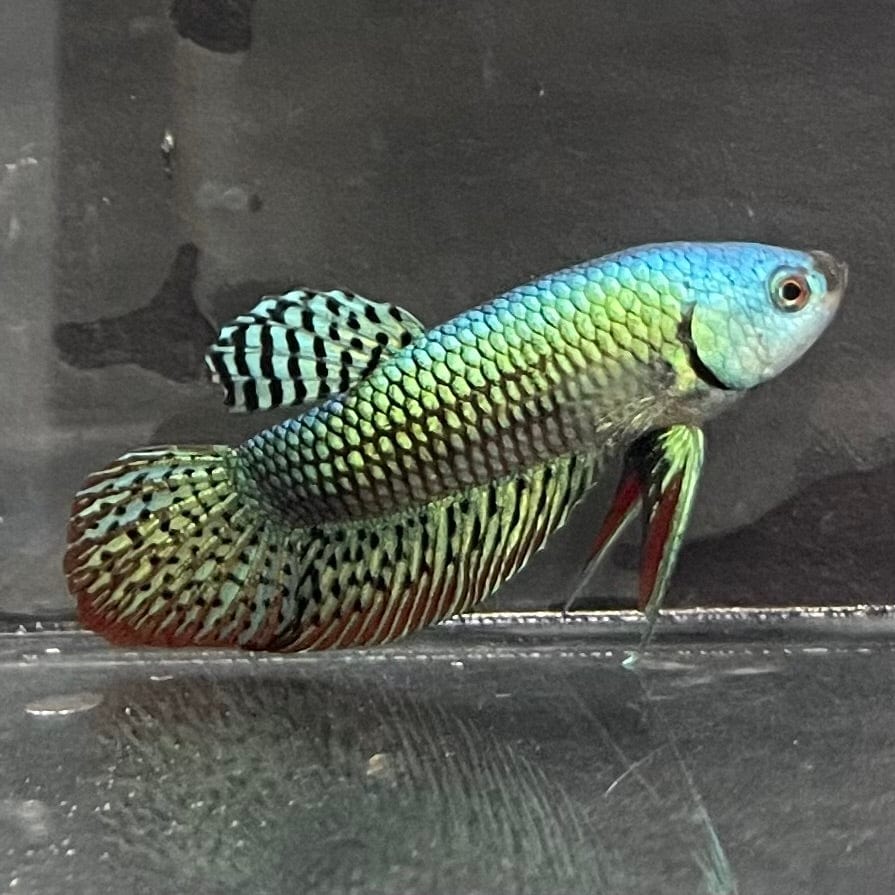 the-fish-farm Premium Male Betta Alien Premium Male Betta - One Only - 3 Shop for Alien Male Bettas at The Fish Farm Australia