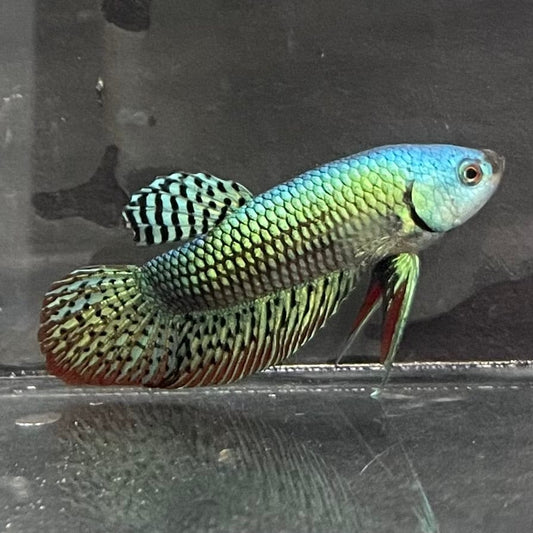 the-fish-farm Premium Male Betta Alien Premium Male Betta - One Only - 3 Shop for Alien Male Bettas at The Fish Farm Australia