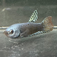 the-fish-farm Premium Male Betta Alien Premium Male Betta - One Only - 4 Shop for Alien Male Bettas at The Fish Farm Australia