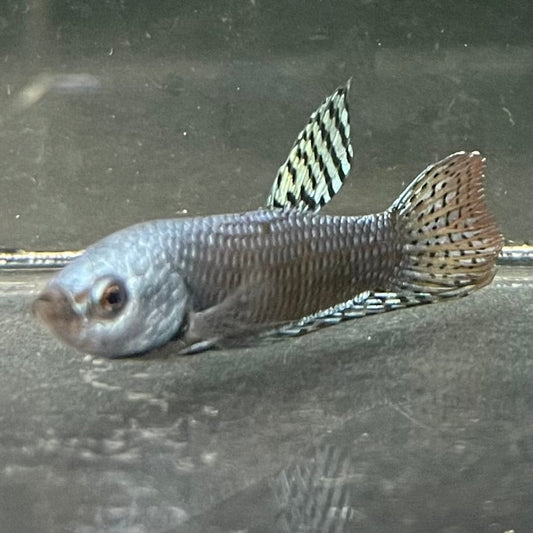 the-fish-farm Premium Male Betta Alien Premium Male Betta - One Only - 4 Shop for Alien Male Bettas at The Fish Farm Australia