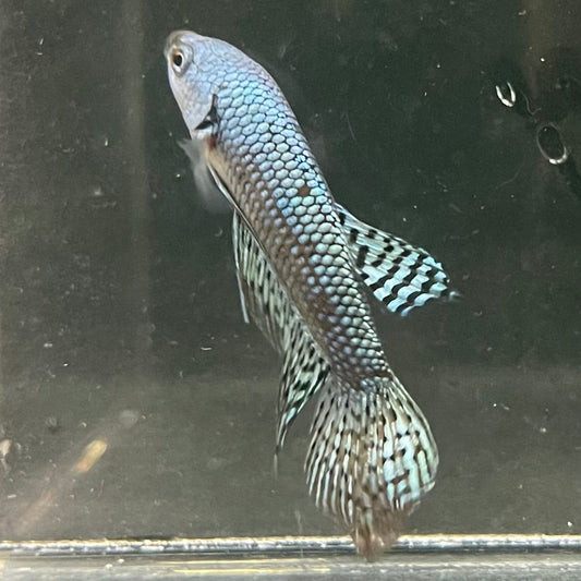 the-fish-farm Premium Male Betta Alien Premium Male Betta - One Only - 4 Shop for Alien Male Bettas at The Fish Farm Australia