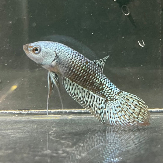 the-fish-farm Premium Male Betta Alien Premium Male Betta - One Only - 4 Shop for Alien Male Bettas at The Fish Farm Australia