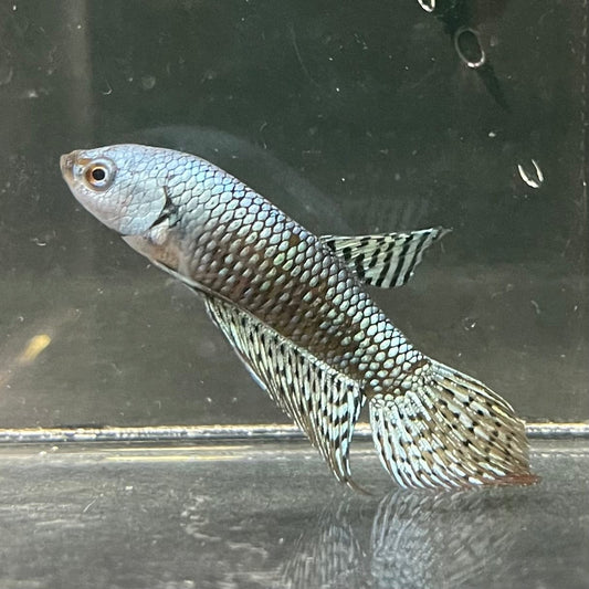the-fish-farm Premium Male Betta Alien Premium Male Betta - One Only - 4 Shop for Alien Male Bettas at The Fish Farm Australia
