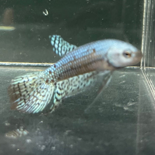 the-fish-farm Premium Male Betta Alien Premium Male Betta - One Only - 4 Shop for Alien Male Bettas at The Fish Farm Australia