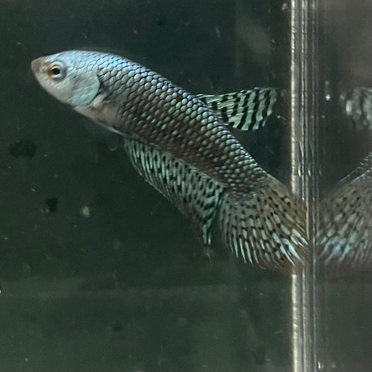 the-fish-farm Premium Male Betta Alien Premium Male Betta - One Only - 4 Shop for Alien Male Bettas at The Fish Farm Australia