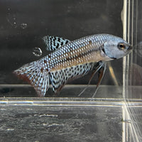 the-fish-farm Premium Male Betta Alien Premium Male Betta - One Only - 4 Shop for Alien Male Bettas at The Fish Farm Australia