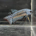 the-fish-farm Premium Male Betta Alien Premium Male Betta - One Only - 4 Shop for Alien Male Bettas at The Fish Farm Australia