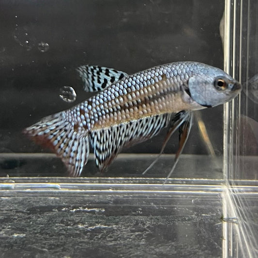 the-fish-farm Premium Male Betta Alien Premium Male Betta - One Only - 4 Shop for Alien Male Bettas at The Fish Farm Australia