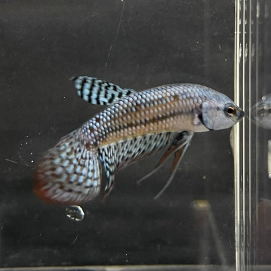 the-fish-farm Premium Male Betta Alien Premium Male Betta - One Only - 4 Shop for Alien Male Bettas at The Fish Farm Australia