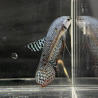 the-fish-farm Premium Male Betta Alien Premium Male Betta - One Only - 4 Shop for Alien Male Bettas at The Fish Farm Australia