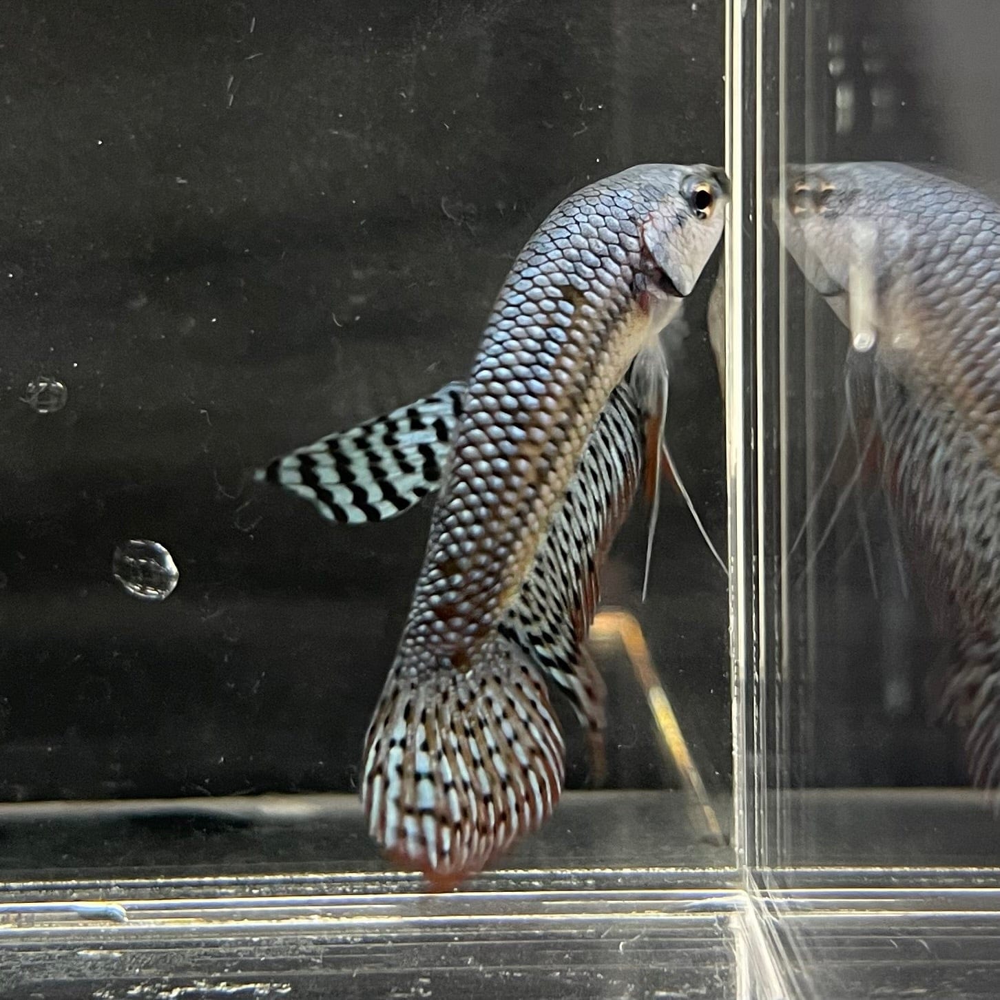 the-fish-farm Premium Male Betta Alien Premium Male Betta - One Only - 4 Shop for Alien Male Bettas at The Fish Farm Australia