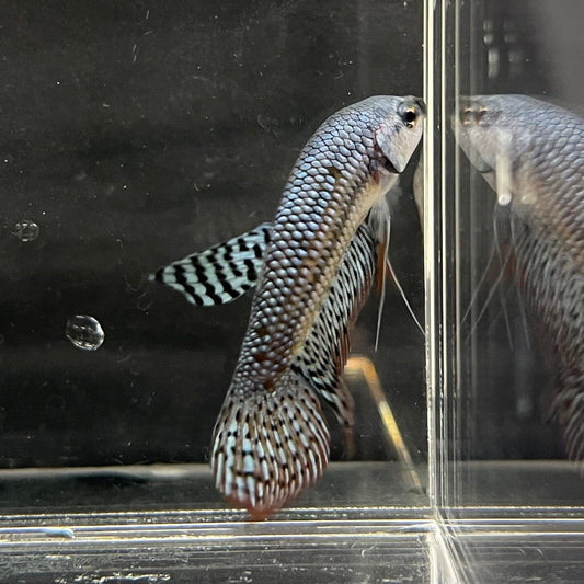 the-fish-farm Premium Male Betta Alien Premium Male Betta - One Only - 4 Shop for Alien Male Bettas at The Fish Farm Australia