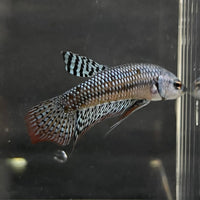 the-fish-farm Premium Male Betta Alien Premium Male Betta - One Only - 4 Shop for Alien Male Bettas at The Fish Farm Australia