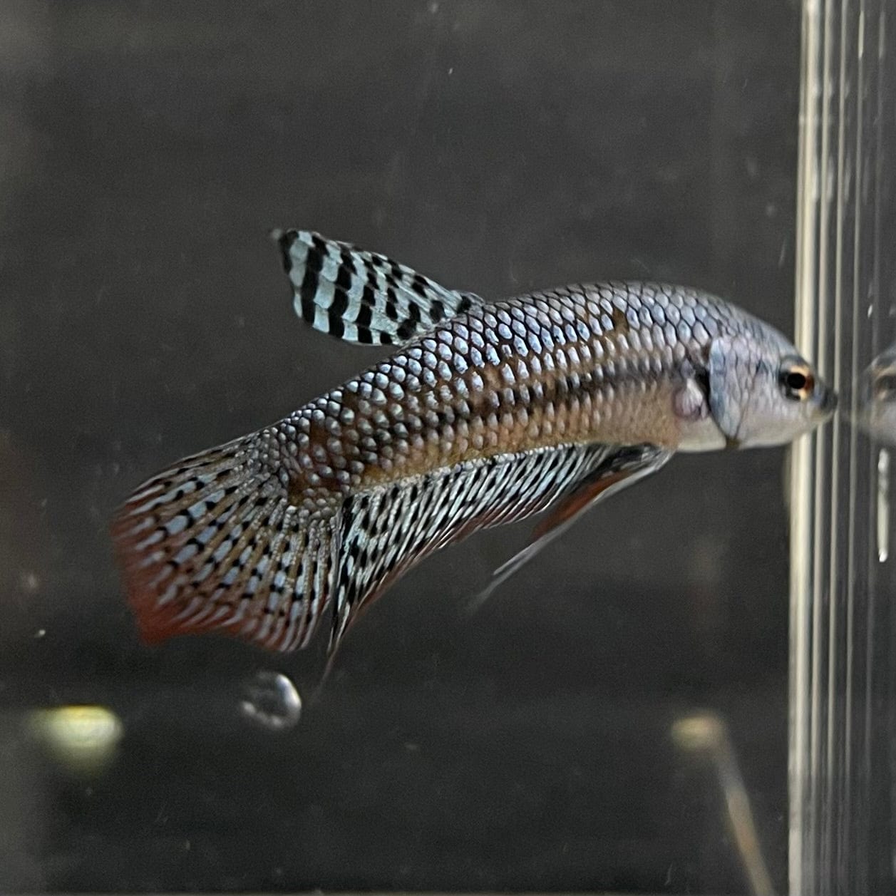 the-fish-farm Premium Male Betta Alien Premium Male Betta - One Only - 4 Shop for Alien Male Bettas at The Fish Farm Australia
