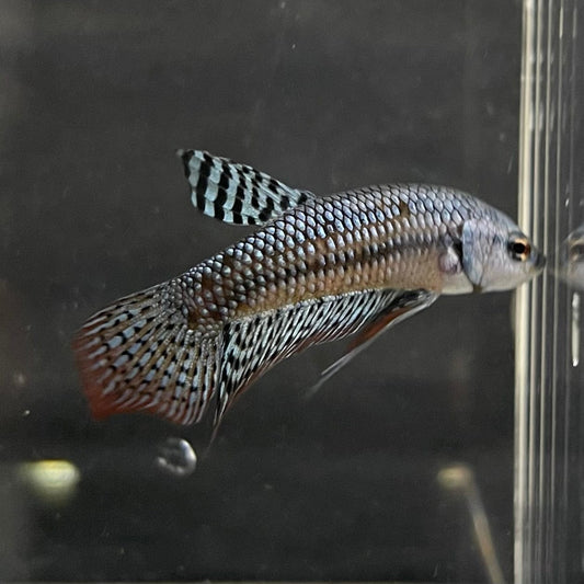 the-fish-farm Premium Male Betta Alien Premium Male Betta - One Only - 4 Shop for Alien Male Bettas at The Fish Farm Australia
