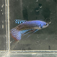 the-fish-farm Premium Male Betta Alien Premium Male Betta - One Only - 5 Shop for Alien Male Bettas at The Fish Farm Australia