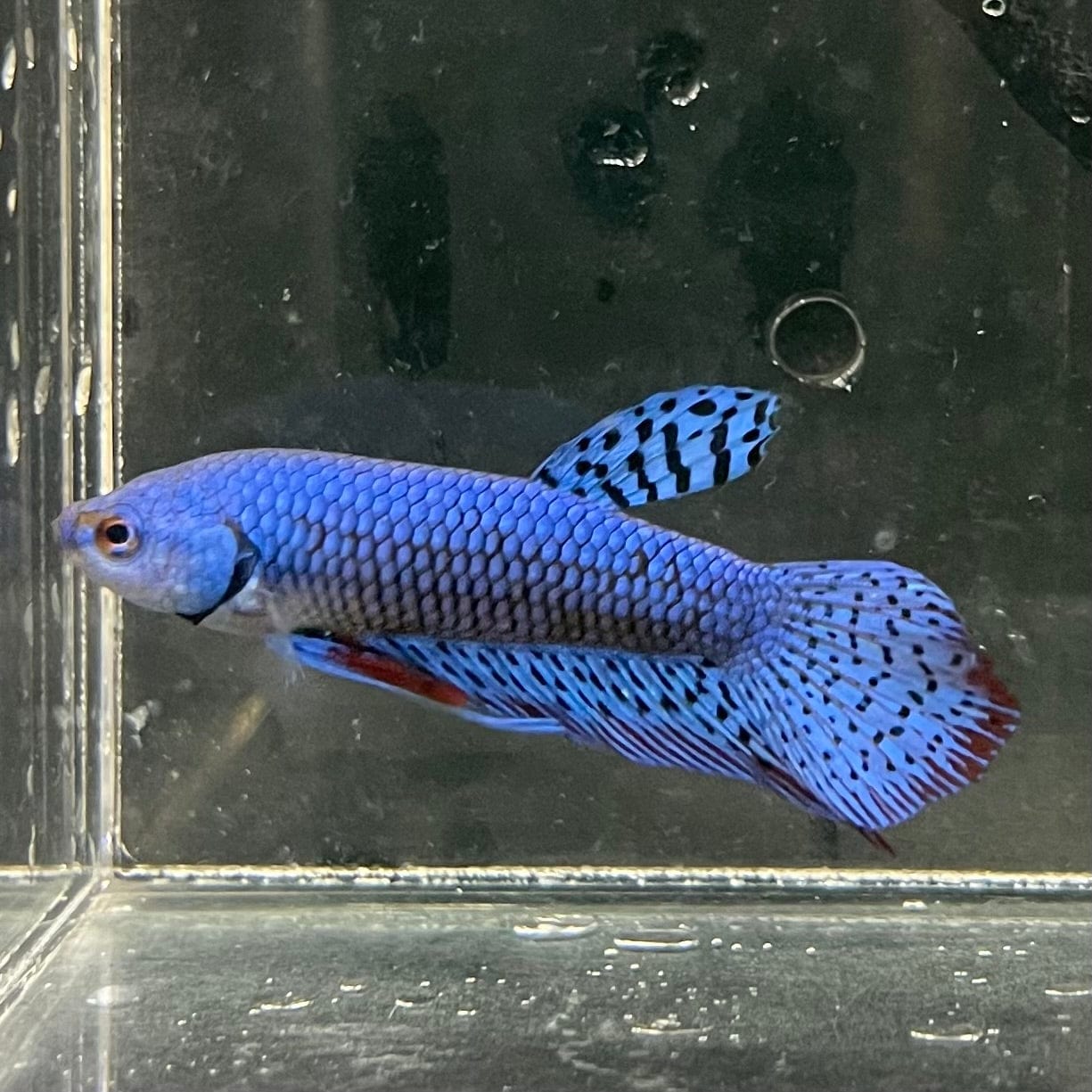 the-fish-farm Premium Male Betta Alien Premium Male Betta - One Only - 6 Shop for Alien Male Bettas at The Fish Farm Australia