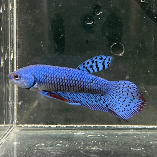 the-fish-farm Premium Male Betta Alien Premium Male Betta - One Only - 6 Shop for Alien Male Bettas at The Fish Farm Australia