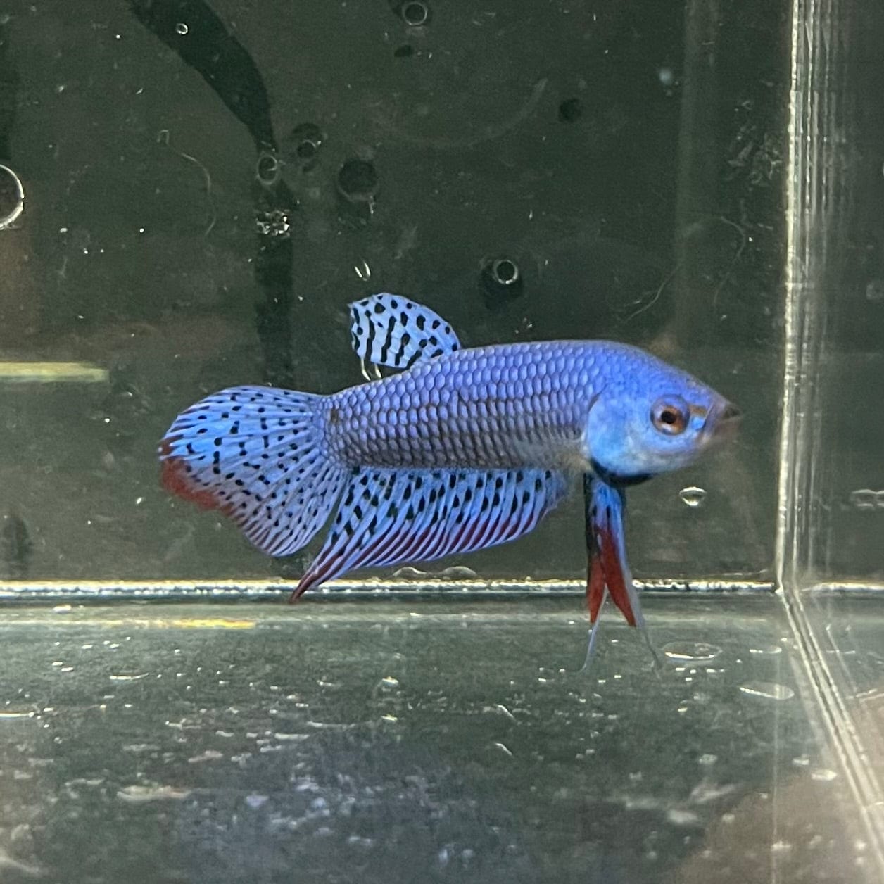 the-fish-farm Premium Male Betta Alien Premium Male Betta - One Only - 6 Shop for Alien Male Bettas at The Fish Farm Australia