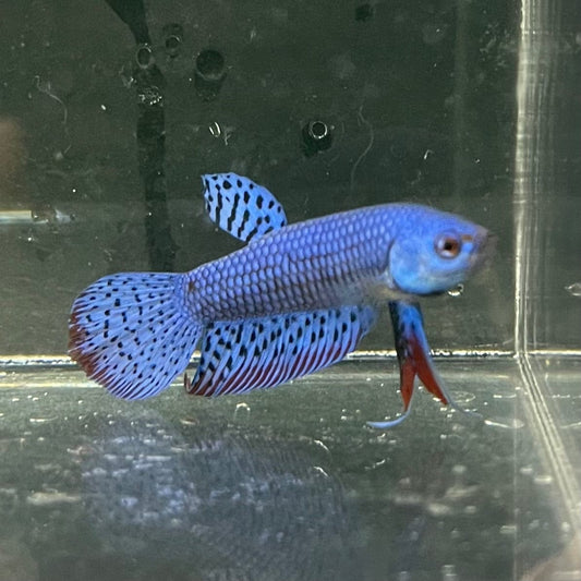 the-fish-farm Premium Male Betta Alien Premium Male Betta - One Only - 6 Shop for Alien Male Bettas at The Fish Farm Australia