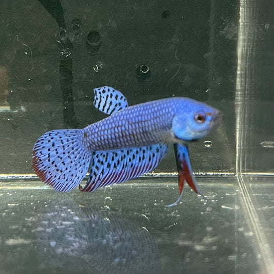 the-fish-farm Premium Male Betta Alien Premium Male Betta - One Only - 6 Shop for Alien Male Bettas at The Fish Farm Australia
