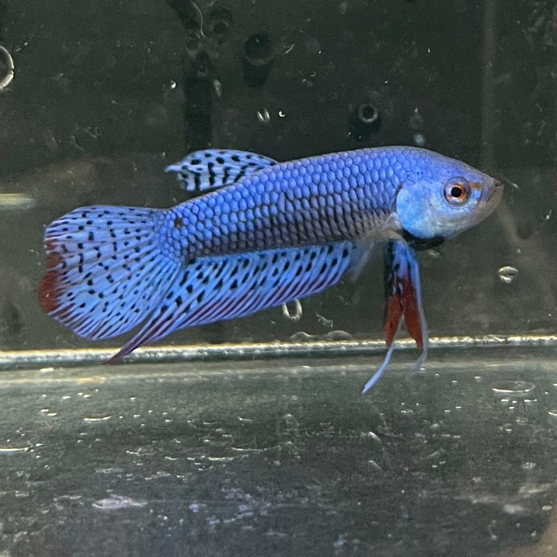 the-fish-farm Premium Male Betta Alien Premium Male Betta - One Only - 6 Shop for Alien Male Bettas at The Fish Farm Australia