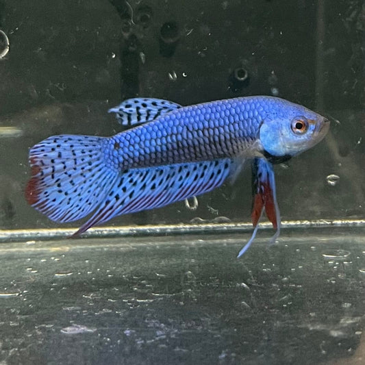the-fish-farm Premium Male Betta Alien Premium Male Betta - One Only - 6 Shop for Alien Male Bettas at The Fish Farm Australia