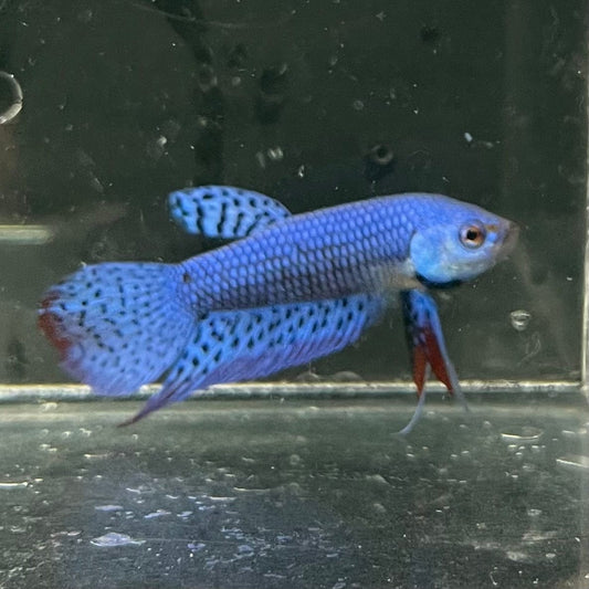the-fish-farm Premium Male Betta Alien Premium Male Betta - One Only - 6 Shop for Alien Male Bettas at The Fish Farm Australia