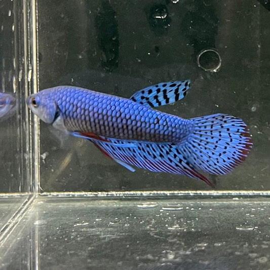 the-fish-farm Premium Male Betta Alien Premium Male Betta - One Only - 6 Shop for Alien Male Bettas at The Fish Farm Australia