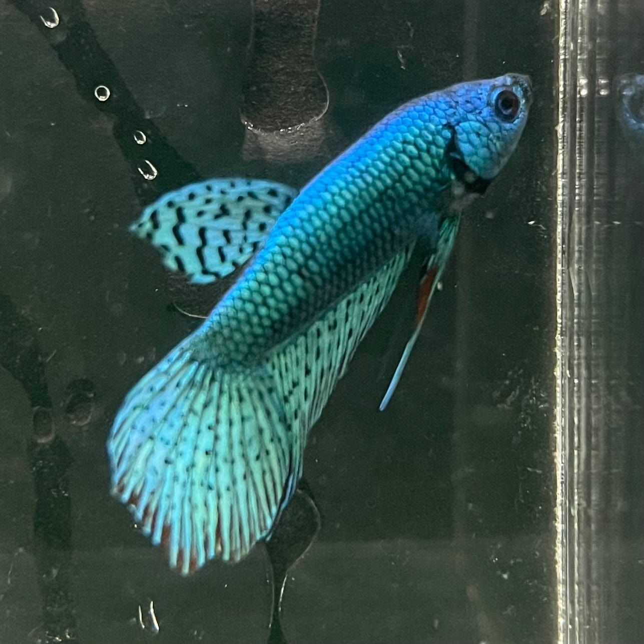 the-fish-farm Premium Male Betta Alien Premium Male Betta - One Only - 7 Shop for Alien Male Bettas at The Fish Farm Australia