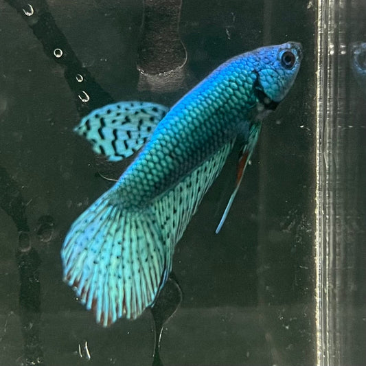 the-fish-farm Premium Male Betta Alien Premium Male Betta - One Only - 7 Shop for Alien Male Bettas at The Fish Farm Australia