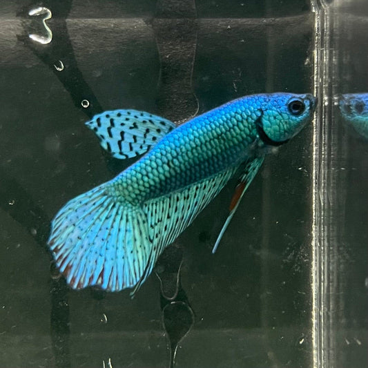 the-fish-farm Premium Male Betta Alien Premium Male Betta - One Only - 7 Shop for Alien Male Bettas at The Fish Farm Australia