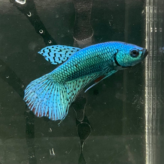 the-fish-farm Premium Male Betta Alien Premium Male Betta - One Only - 7 Shop for Alien Male Bettas at The Fish Farm Australia