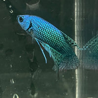 the-fish-farm Premium Male Betta Alien Premium Male Betta - One Only - 7 Shop for Alien Male Bettas at The Fish Farm Australia