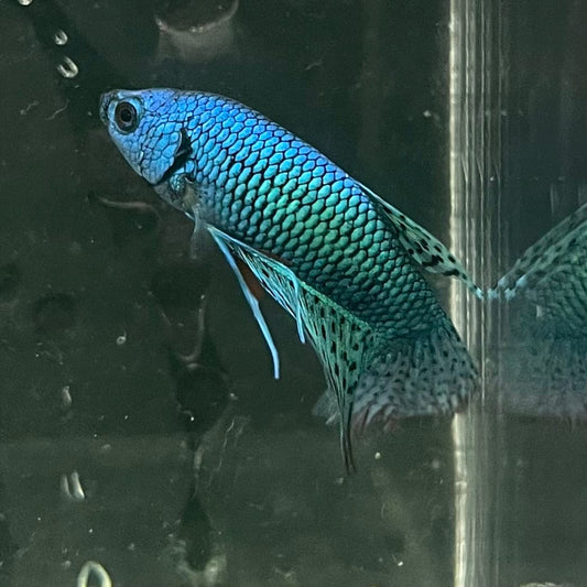 the-fish-farm Premium Male Betta Alien Premium Male Betta - One Only - 7 Shop for Alien Male Bettas at The Fish Farm Australia
