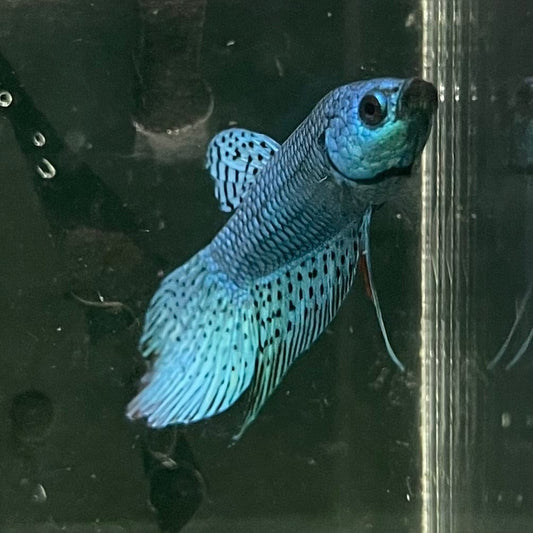 the-fish-farm Premium Male Betta Alien Premium Male Betta - One Only - 7 Shop for Alien Male Bettas at The Fish Farm Australia