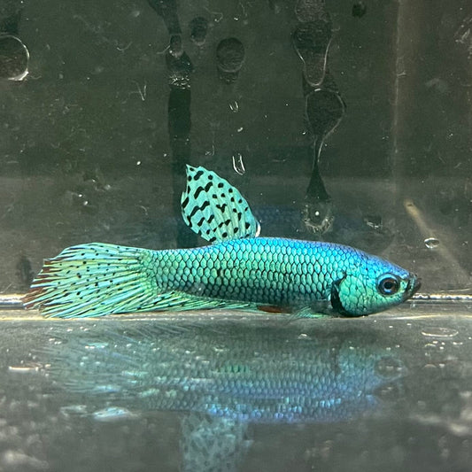the-fish-farm Premium Male Betta Alien Premium Male Betta - One Only - 7 Shop for Alien Male Bettas at The Fish Farm Australia
