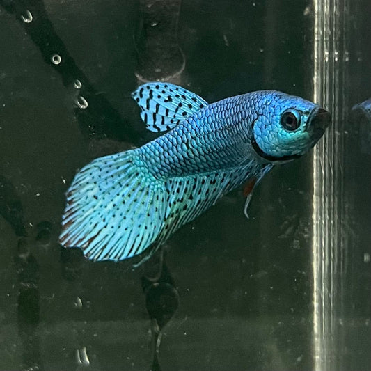 the-fish-farm Premium Male Betta Alien Premium Male Betta - One Only - 7 Shop for Alien Male Bettas at The Fish Farm Australia
