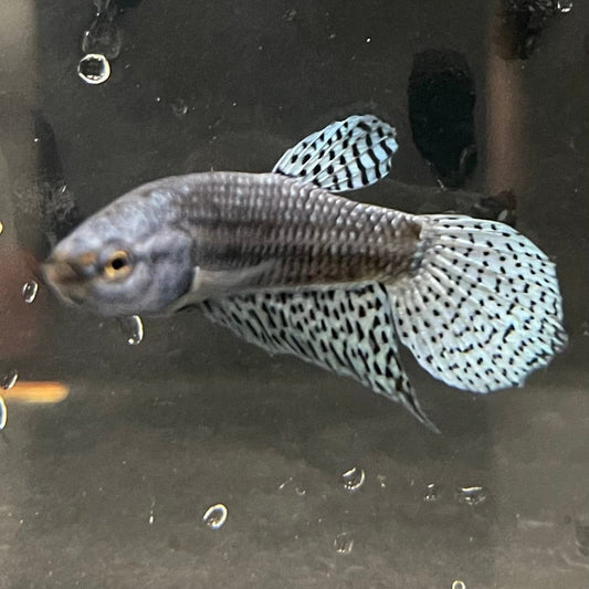 the-fish-farm Premium Male Betta Alien Premium Male Betta - One Only - 9 Shop for Alien Male Bettas at The Fish Farm Australia