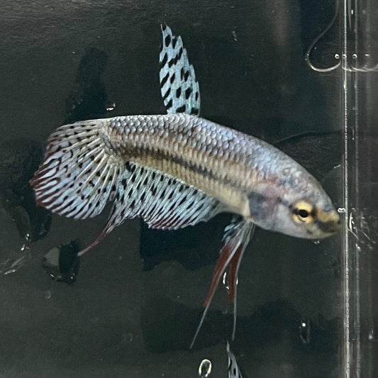 the-fish-farm Premium Male Betta Alien Premium Male Betta - One Only - 9 Shop for Alien Male Bettas at The Fish Farm Australia