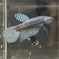 the-fish-farm Premium Male Betta Alien Premium Male Betta - One Only - 9 Shop for Alien Male Bettas at The Fish Farm Australia
