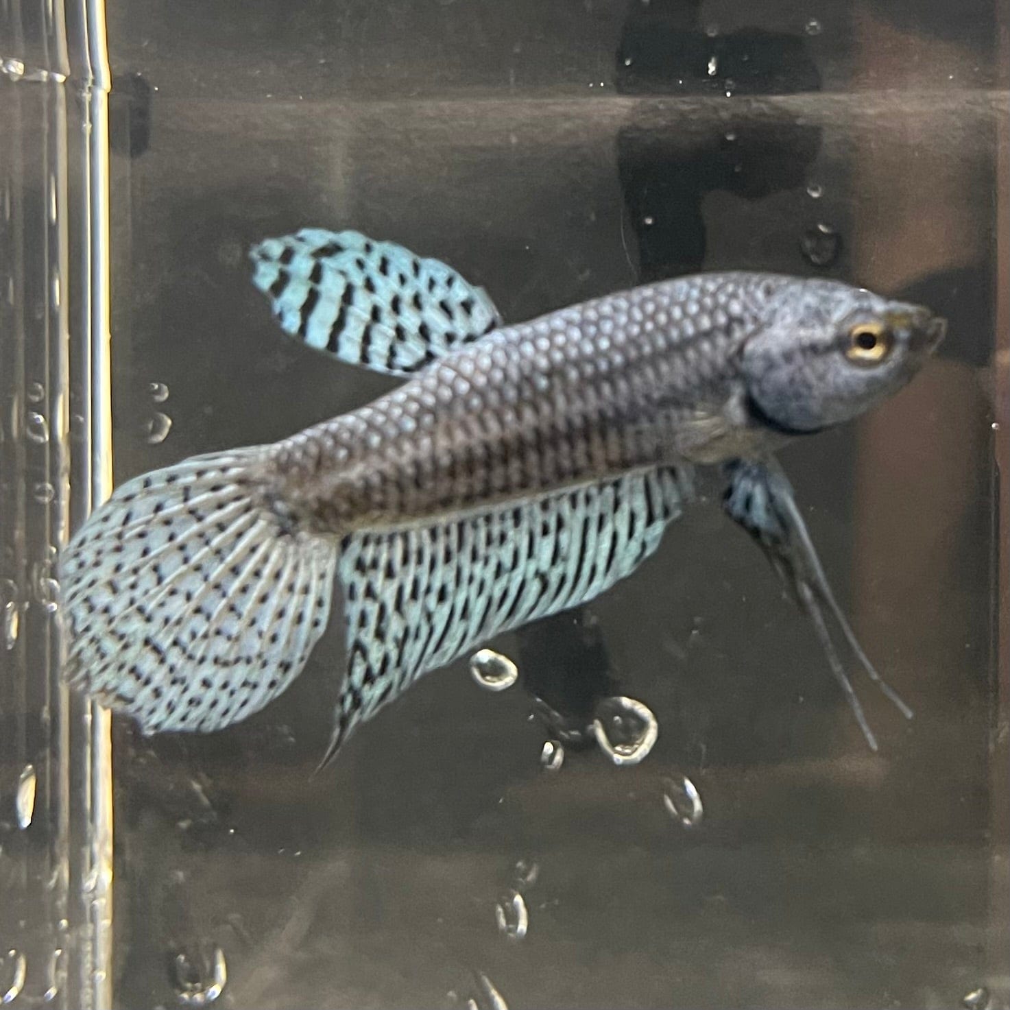 the-fish-farm Premium Male Betta Alien Premium Male Betta - One Only - 9 Shop for Alien Male Bettas at The Fish Farm Australia