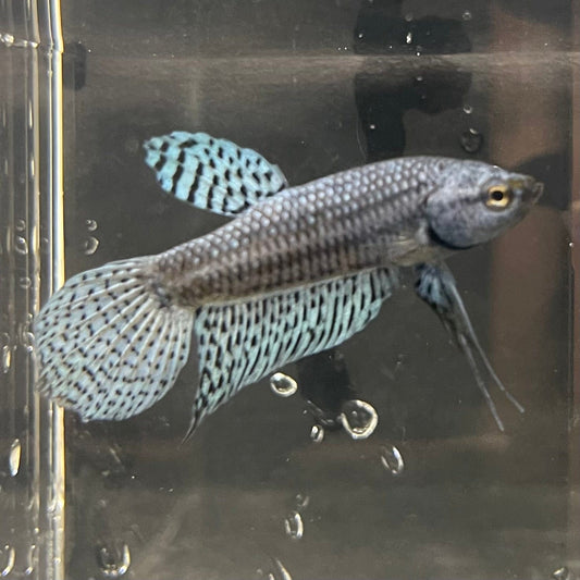 the-fish-farm Premium Male Betta Alien Premium Male Betta - One Only - 9 Shop for Alien Male Bettas at The Fish Farm Australia