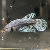 the-fish-farm Premium Male Betta Alien Premium Male Betta - One Only - 9 Shop for Alien Male Bettas at The Fish Farm Australia