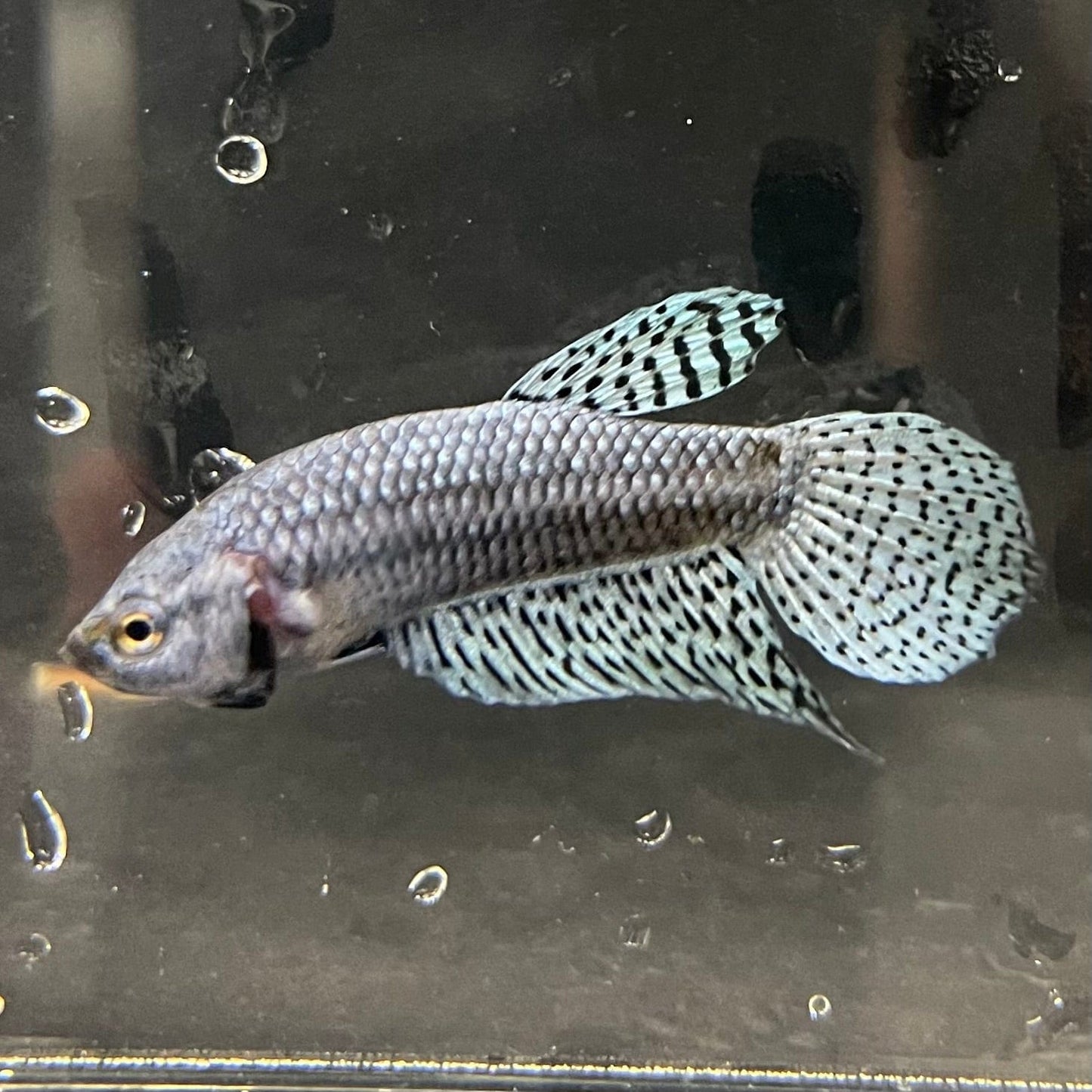 the-fish-farm Premium Male Betta Alien Premium Male Betta - One Only - 9 Shop for Alien Male Bettas at The Fish Farm Australia