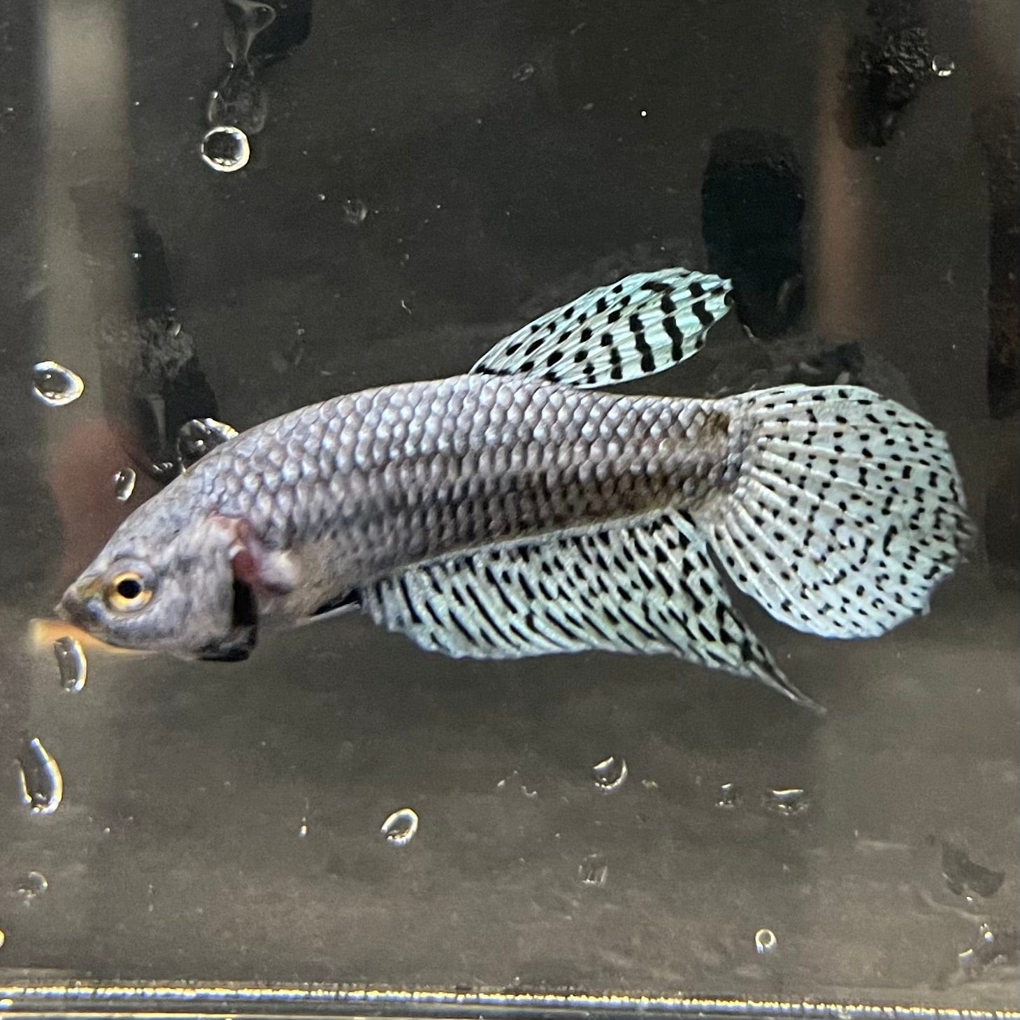 the-fish-farm Premium Male Betta Alien Premium Male Betta - One Only - 9 Shop for Alien Male Bettas at The Fish Farm Australia